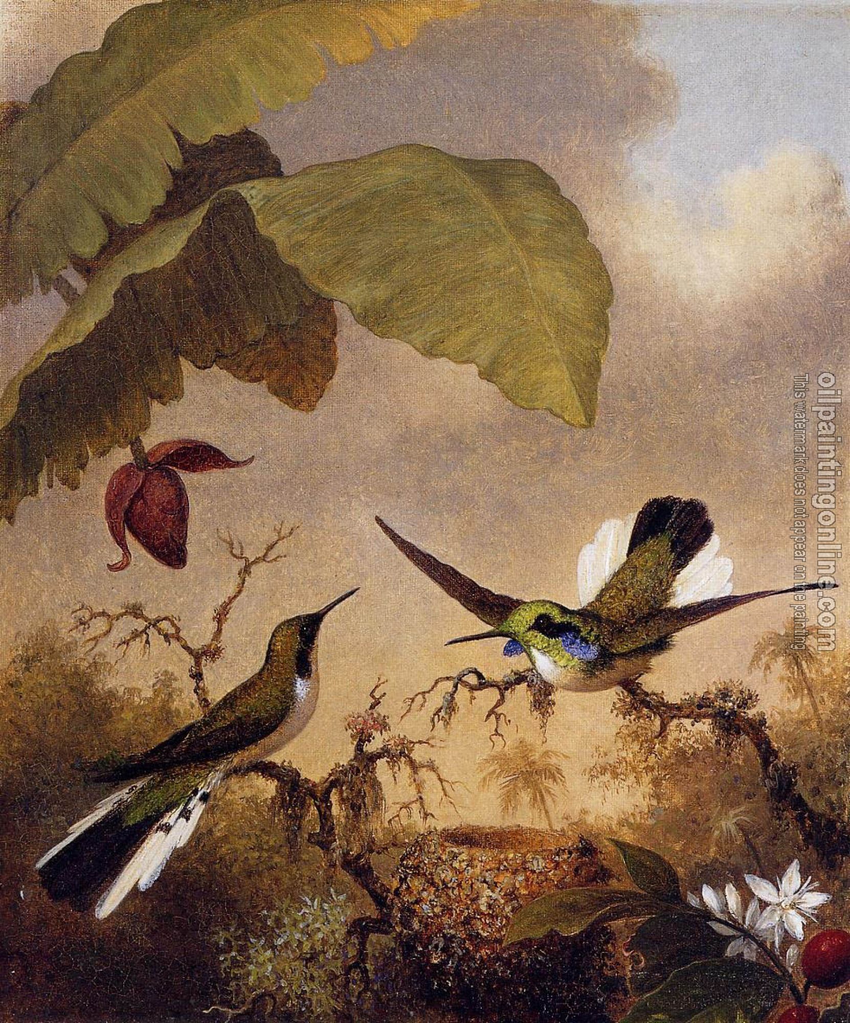 Heade, Martin Johnson - Black-Eared Fairy